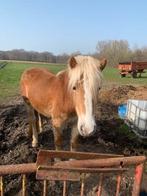 haflinger pony's te koop, Dieren en Toebehoren, Pony's, Meerdere dieren, Gechipt