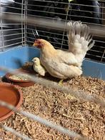 Poulet et coq, Animaux & Accessoires, Volatiles, Poule ou poulet