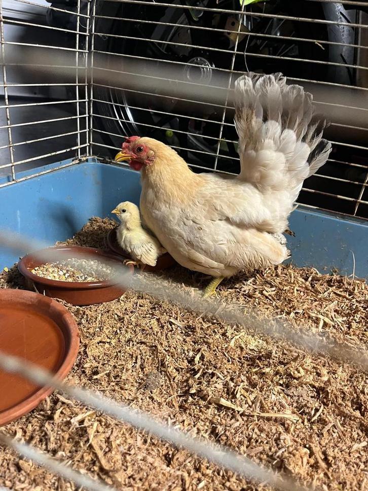 Poulet et coq, Animaux & Accessoires, Volatiles, Poule ou poulet