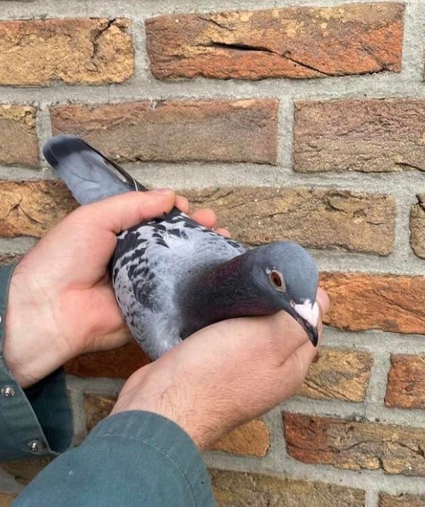 Poule Jellema 2025, petite consanguine, Jade, Femelle, Pigeon voyageur