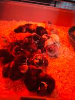 Verschillende Kuikens te koop