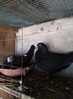 Keeekkoppels sierduiven, Dieren en Toebehoren, Vogels | Duiven