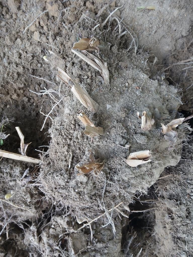 gratis kluiten : rode canna met groen blad, Volle zon, Vaste plant, Zomer, Ophalen