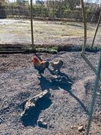 Broedeieren brahma kriel goudpatrijs, Dieren en Toebehoren