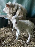 Ouessant wit ramlam te reserveren, Dieren en Toebehoren, Mannelijk, Schaap, 0 tot 2 jaar