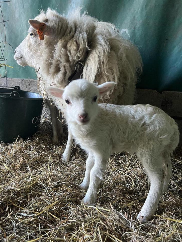 Ouessant wit ramlam te reserveren, Animaux & Accessoires, Moutons, Chèvres & Cochons, Mouton, Mâle, 0 à 2 ans