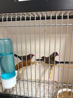 Granaat astrildes, Dieren en Toebehoren, Geringd