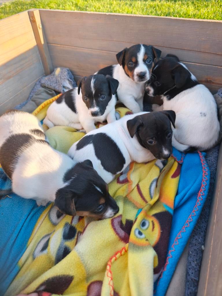 Jack Russell pups, Dieren en Toebehoren, Parvo, België, Fokker | Hobbymatig, Jack Russell Terriër