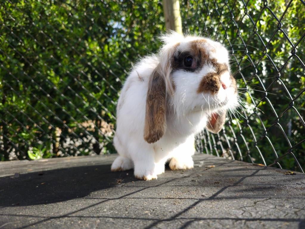 Mugs Hangoor Bunnies /entièrement vaccinés/11 mois, Oreilles tombantes