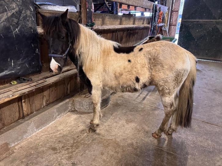 Leergierige 2 jarige pony, Dieren en Toebehoren, Pony's, Ruin, Onbeleerd, B pony (1.17m tot 1.27m), 0 tot 2 jaar, Gechipt, Ontwormd