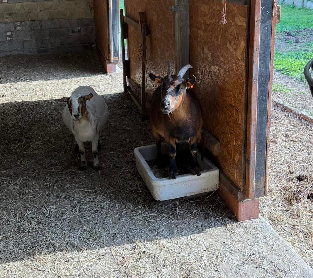 Geiten tekoop GRATIS, Ophalen