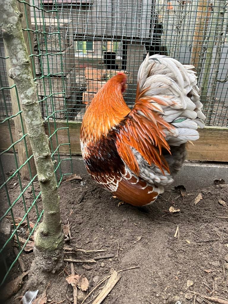 Wyandotte kriel blauw, Dieren en Toebehoren