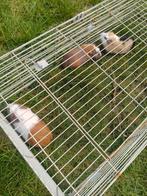 Cavia's, Dieren en Toebehoren