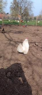 Antwerpse baardkriel haantjes, Dieren en Toebehoren, Pluimvee