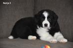 Zwart witte Border Collie pup, Dieren en Toebehoren, Parvo, België, 8 tot 15 weken, Collie