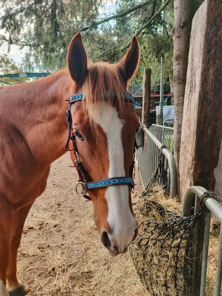 Halve stal regio Berendrecht, Animaux & Accessoires, Chevaux