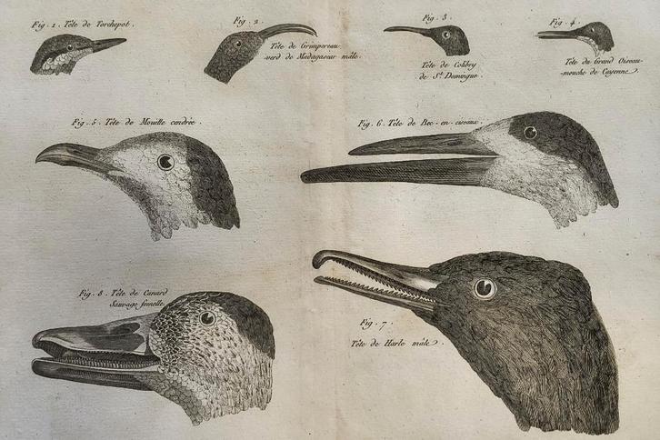 Méthode pour la connoissance des Oiseaux par le Bec ..(pl7), Antiquités & Art, Art | Eaux-fortes & Gravures, Enlèvement ou Envoi
