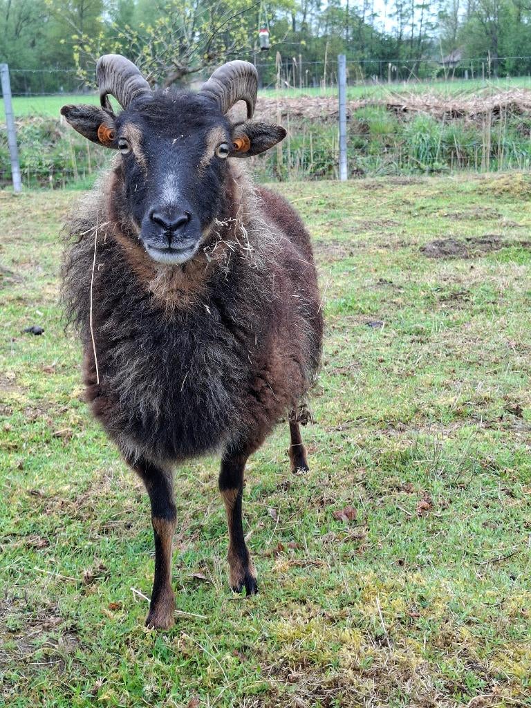 schaap ooi soay, Dieren en Toebehoren, Schapen, Geiten en Varkens, Schaap, Vrouwelijk, 3 tot 5 jaar