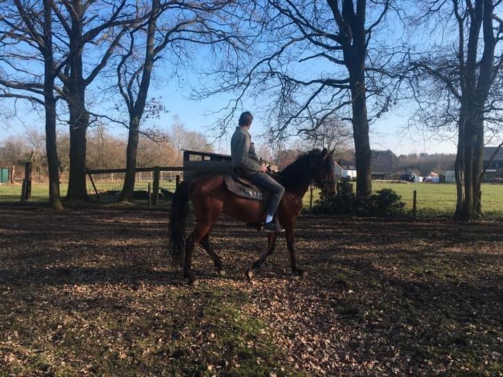 Recreatiepaardje., Dieren en Toebehoren, Paarden, Ruin, Zadelmak, Minder dan 160 cm, 11 jaar of ouder, Recreatiepaard, Gechipt