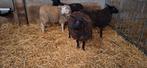 Lammer te koop, Dieren en Toebehoren, Schapen, Geiten en Varkens