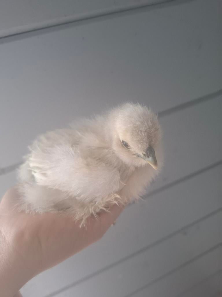 Kuikens, Geslacht onbekend, Kip