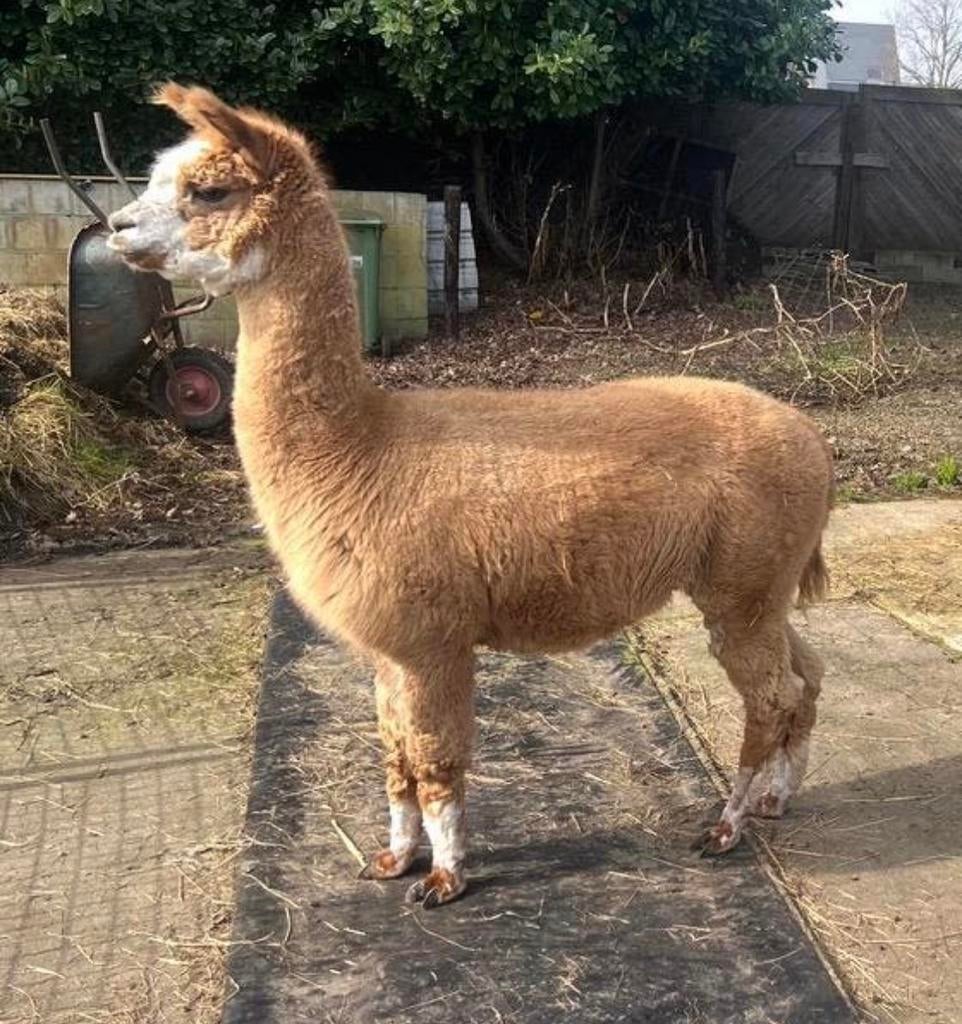 Te koop, prachtige fawnkleurige alpaca hengst, Maart, Mannelijk