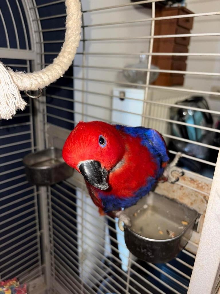 Kato, Animaux & Accessoires, Oiseaux | Perruches & Perroquets, Perroquet, Femelle, Parleur, Bagué