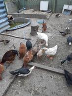 14 eenden en een vrouwelijke witte gans, Dieren en Toebehoren, Pluimvee