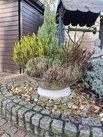 Planten schaal met planten Diameter 80 cm Hoogte 32 cm, Tuin en Terras, Ophalen, Zo goed als nieuw
