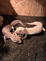Luipaardgekko's 2x vrouw inclusief terrarium