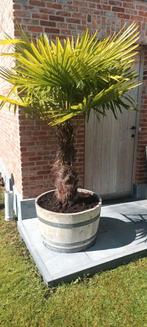 ‼️palmbomen trachycarpus fortunei aan de scherpste prijs‼️, Enlèvement