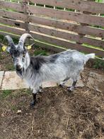 Bouc Chevre de Lorraine, Animaux & Accessoires, Mâle, Chèvre, 0 à 2 ans