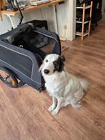 Remorque pour chien Trevopet 2-en-1 (vélo + poussette), Animaux & Accessoires, Enlèvement