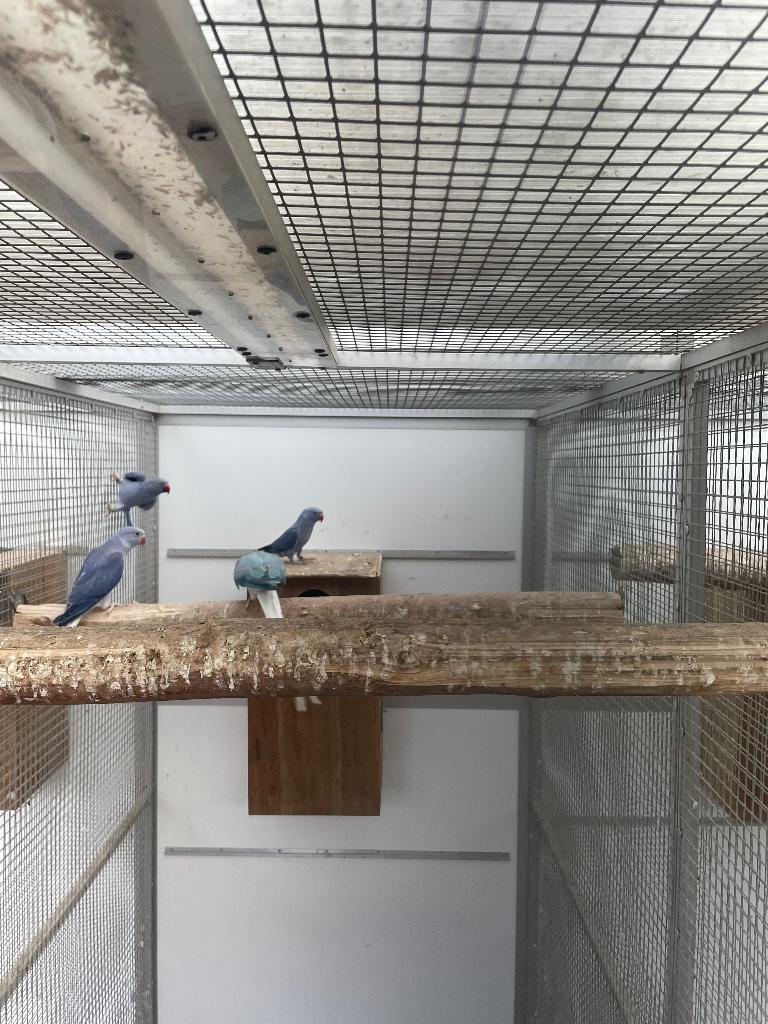 Kweekpop violet wkws halsbandparkiet, Dieren en Toebehoren, Papegaai