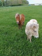 Ponny, Animaux & Accessoires