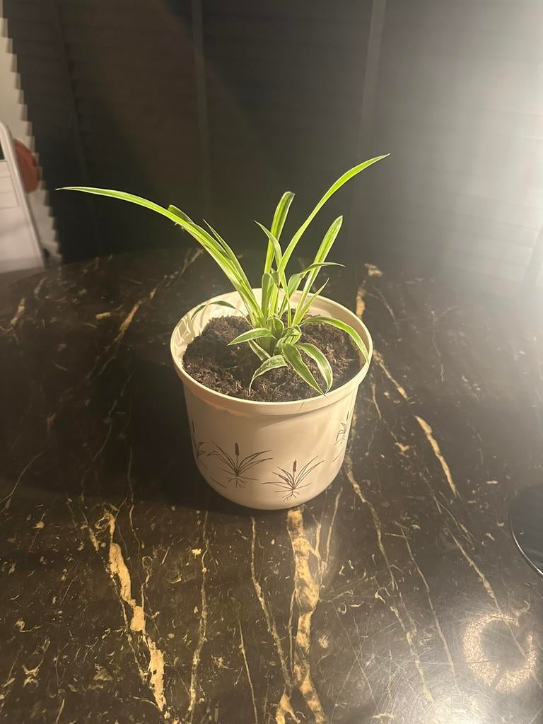 Graslelie met pot, Tuin en Terras, Ophalen