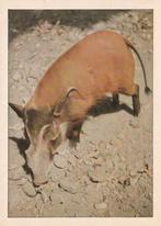 CHROMO  PENSEELZWIJN, Collections, Envoi, Comme neuf, Animal, Gravure