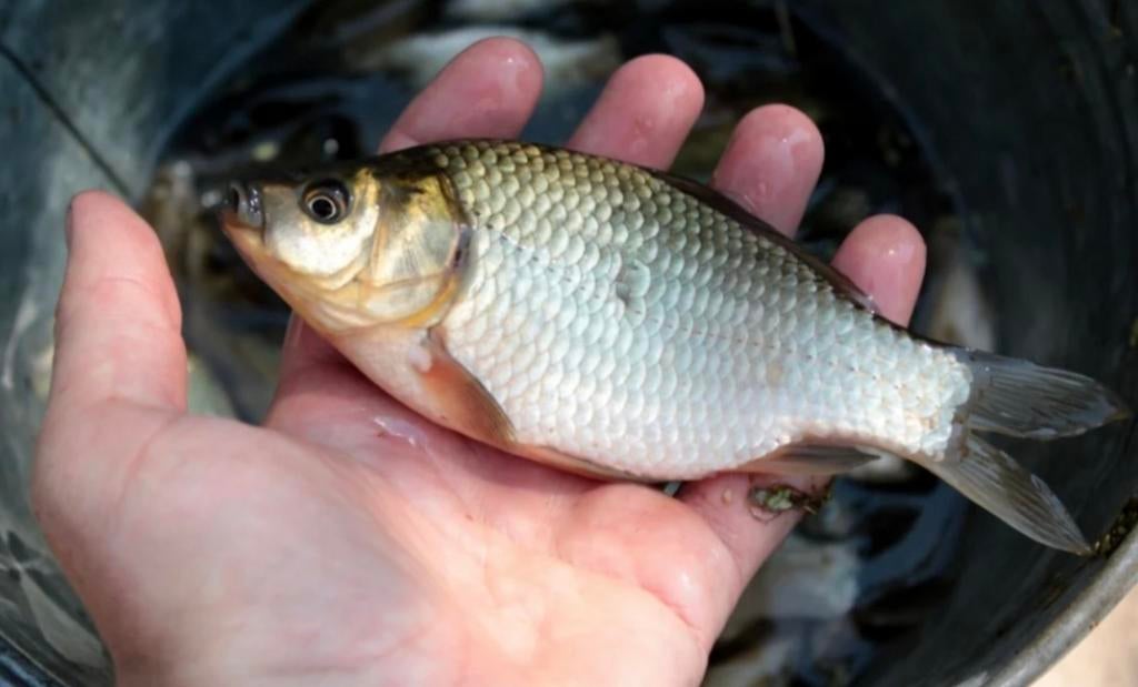 Schubkarp, Dieren en Toebehoren