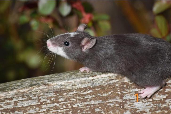 Rattery rittens zoeken thuisje., Dieren en Toebehoren, Knaagdieren, Meerdere dieren, Rat, Maart, Tam