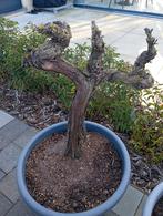 Druivelaar, Ophalen of Verzenden