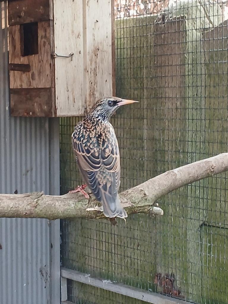 Europeese  spreeuw  pop