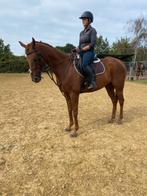 Allround recreatie paardje, Ruin