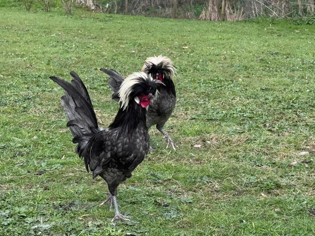 Hollandse kuifhoen haantjes, Mâle, Poule ou poulet