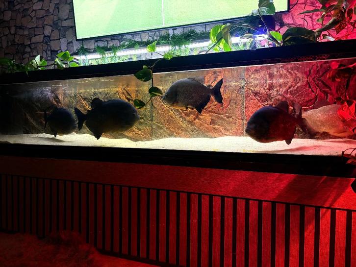 Piranha ( piraya et caribe ), Dieren en Toebehoren, Vissen | Aquariumvissen, Zoetwatervis, Vis, Schoolvis