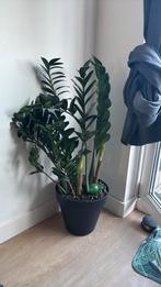 Big size Zamioculcas Kunstplant/money plant 8 years old+ pot, Ophalen