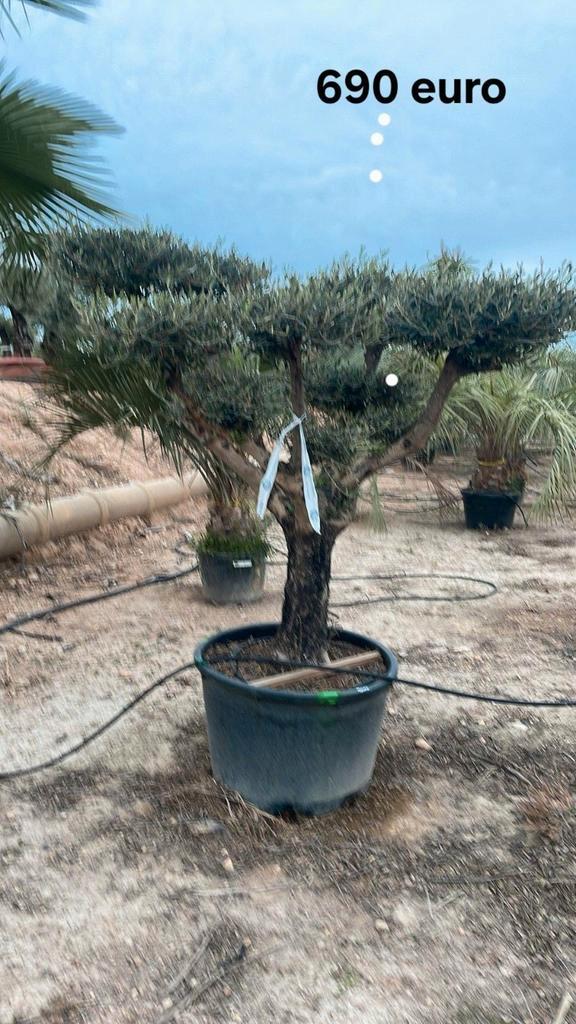 ‼️olijfbomen olea europaea vanaf april in België ‼️, Tuin en Terras, Planten | Bomen, Ophalen