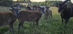 Soay lammetjes te koop