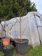 vijgenboom honingvijg op stam, Jardin & Terrasse, Plantes | Arbres fruitiers, Figuier, Enlèvement