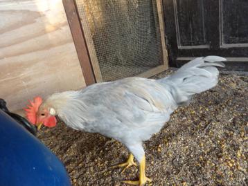 LEGHORN LAVENDER haantje 15 weken  beschikbaar voor biedingen