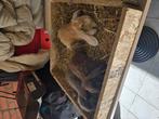 Franse hangoren 8 weken, Dieren en Toebehoren